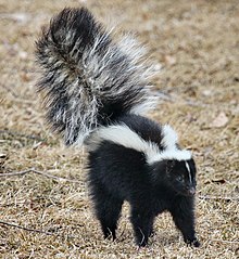 220px-skunk_about_to_spray